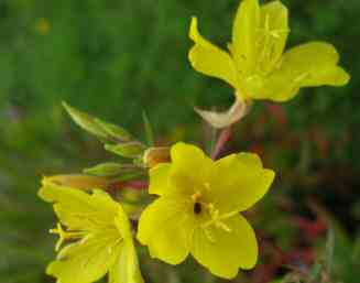 Oenothera African Sun evening primrose mail order perennials scented plants for sale direct irish grown plants